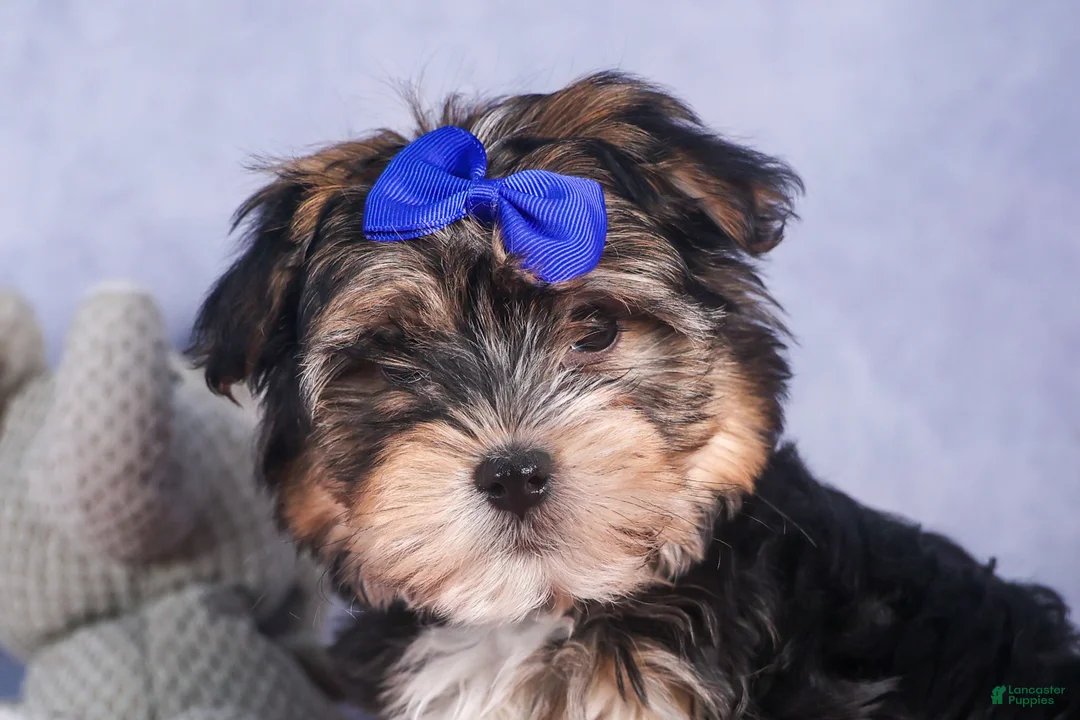 Morkie dogs for sale: Newton - Ad 23