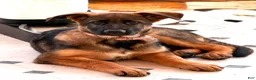 German Shepherd dogs for sale: Rose - Ad 1