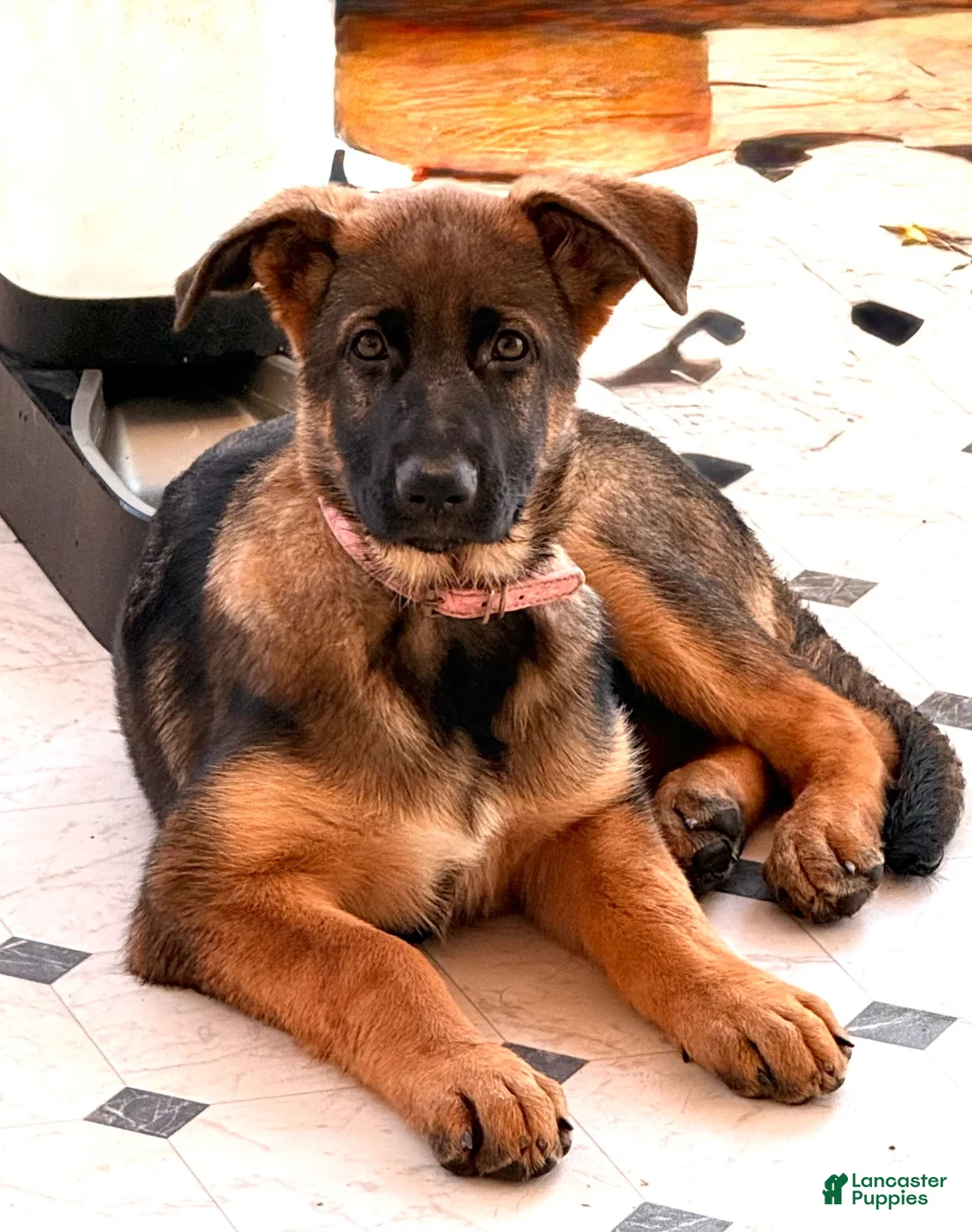 German Shepherd dogs for sale: Rose - Ad 1