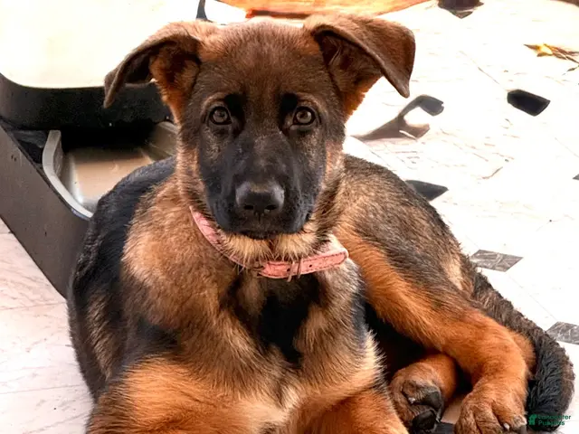 German Shepherd dogs for sale: Rose - Ad 1