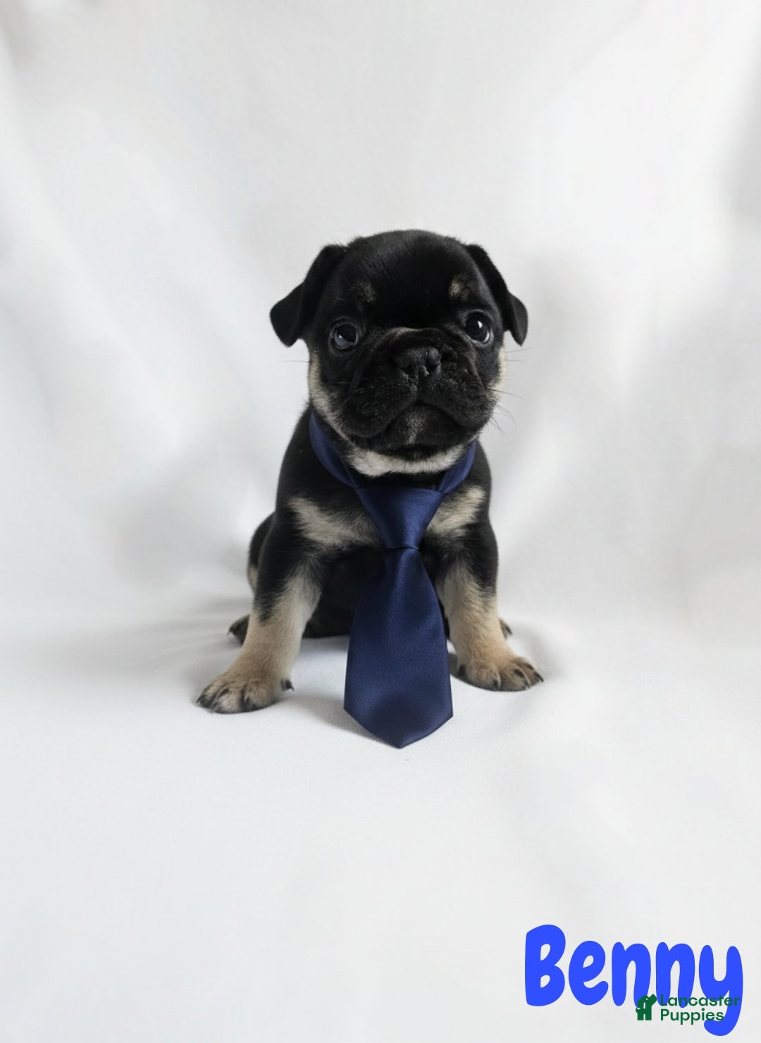 French Bulldog dogs for sale: French Bulldog Puppy 2 - Ad 4