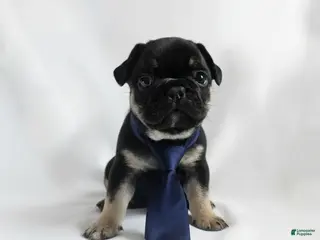 French Bulldog dogs for sale: French Bulldog Puppy 2 - Ad 4