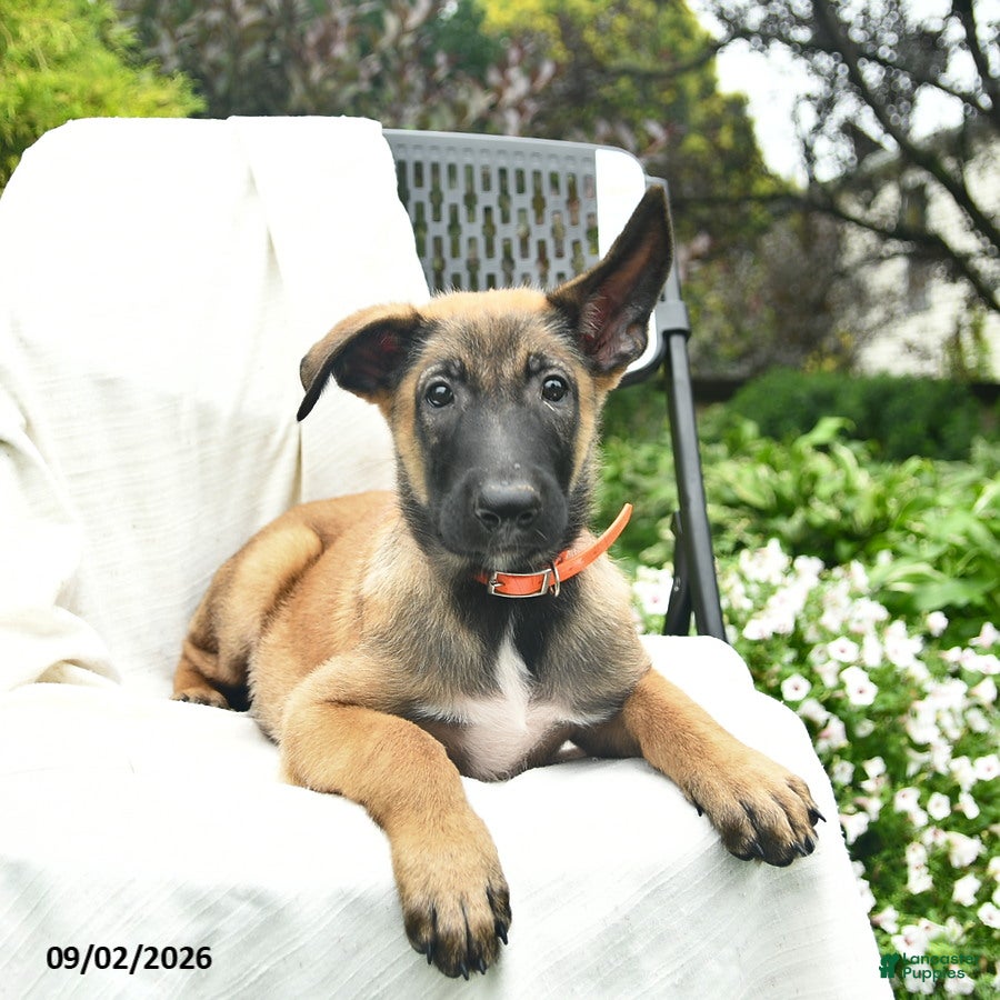 Belgian Malinois dogs Aspen - Ad 2