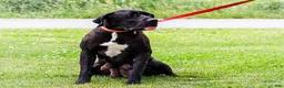 Great Dane dogs for sale: Kelsey - Ad 14