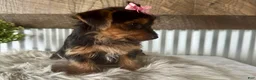 Yorkshire Terrier dogs for sale: Sage - Ad 3