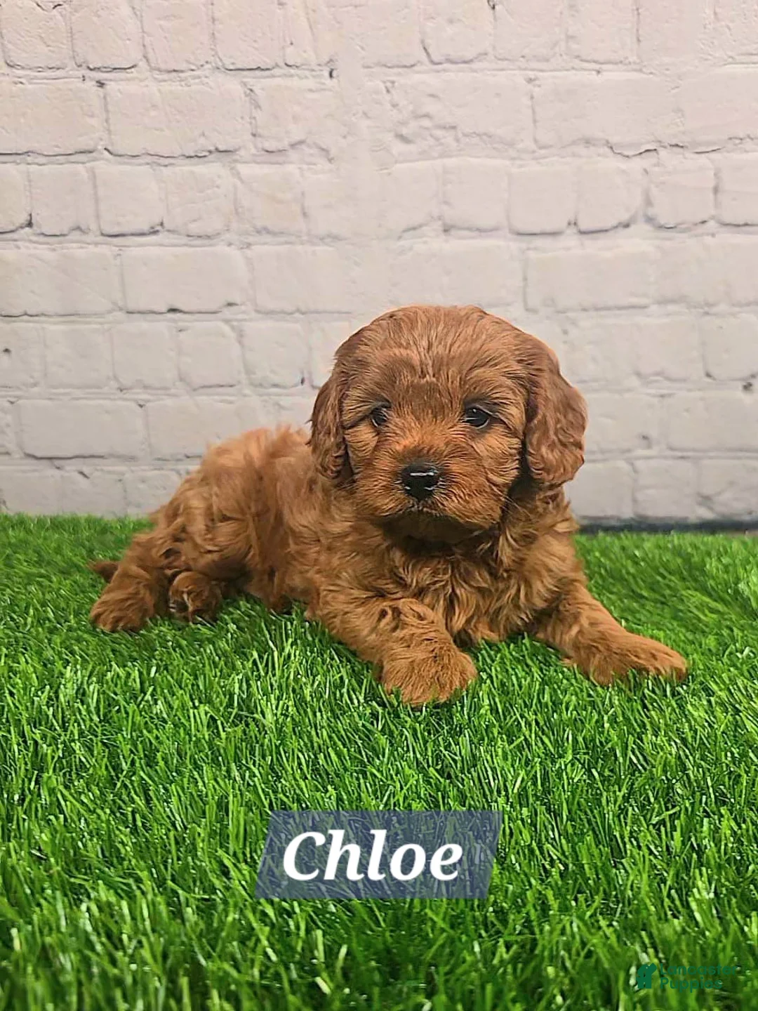Cavapoo dogs for sale: Chloe  - Ad 6