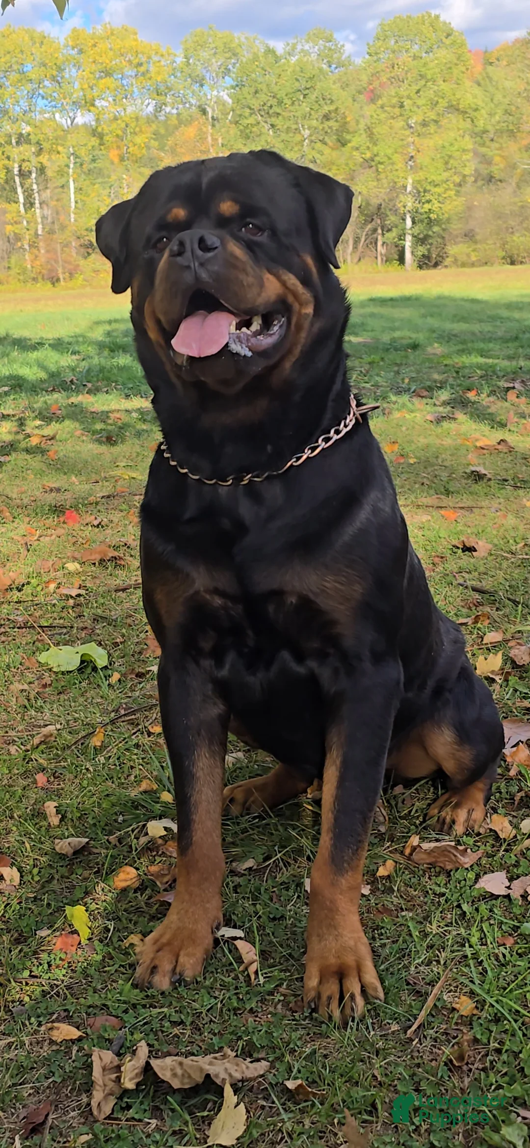 Rottweiler dogs for sale: Princess XXL Doneyuno  - Ad 2