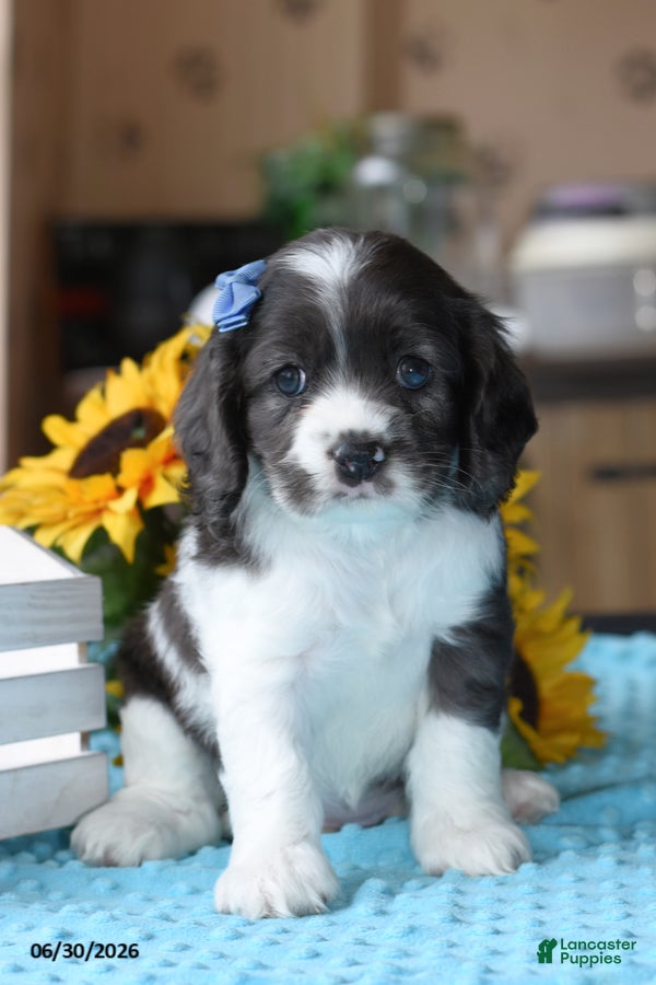 Cocker Spaniel dogs Princess - Ad 1
