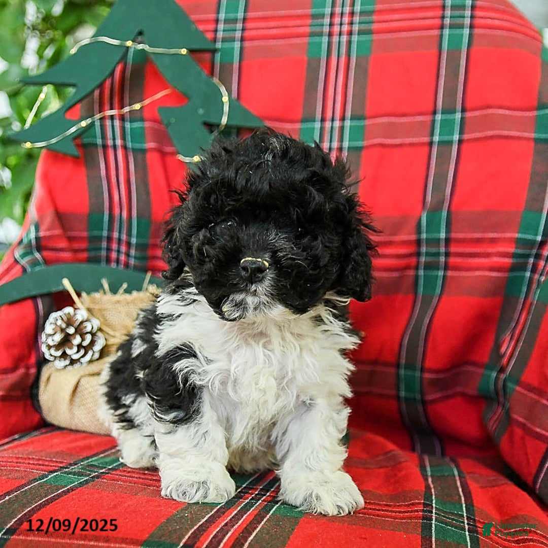 Cockapoo dogs for sale: Snoopy - Ad 4