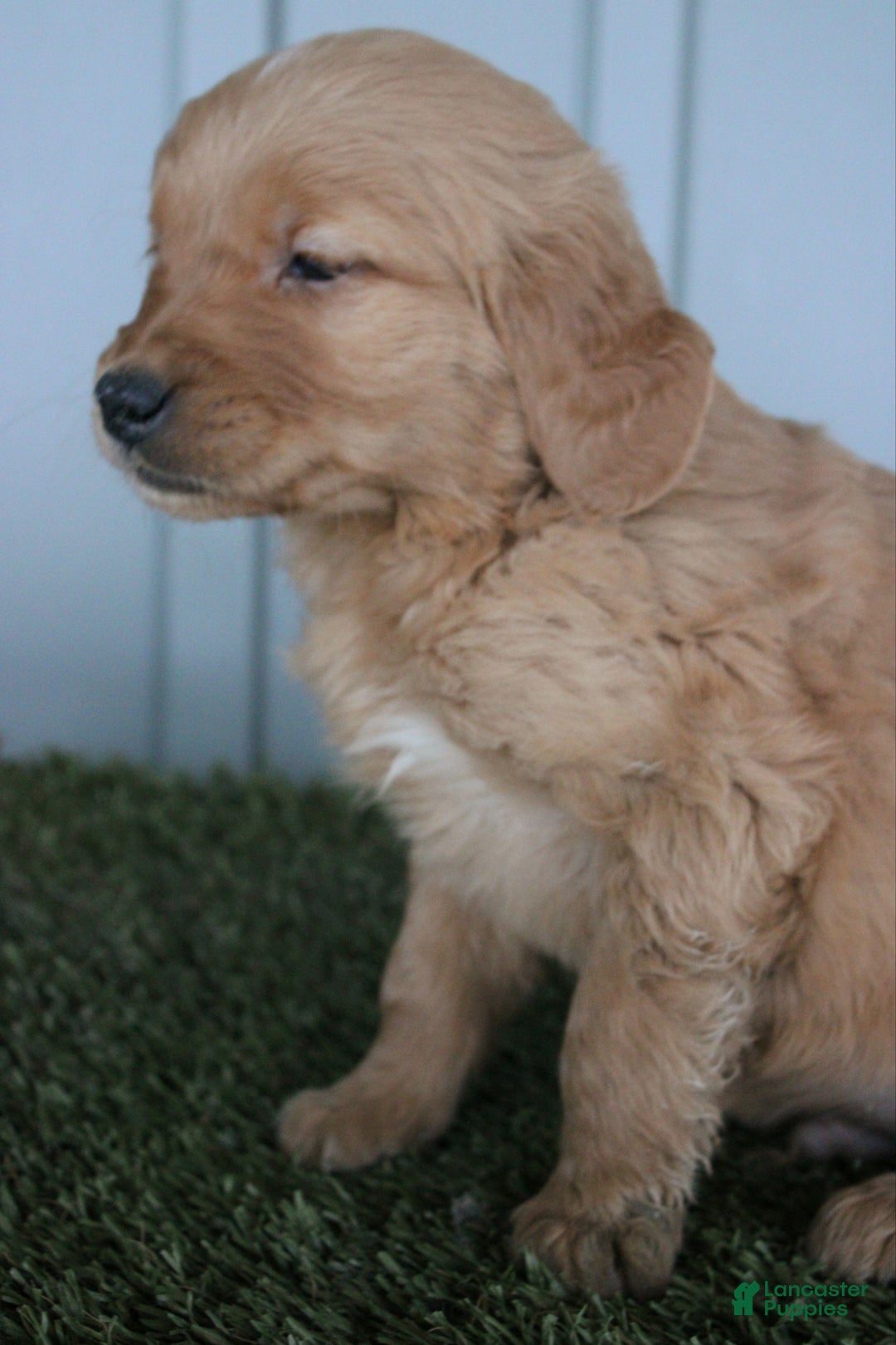 Golden Retriever dogs for sale: Golden Retriever Puppy Conner - Ad 4
