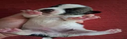 Chihuahua dogs for sale: Manuela - Ad 3