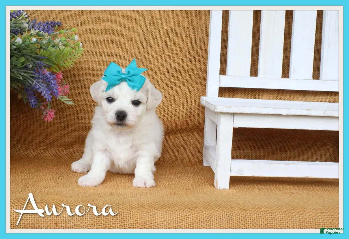 Bichon Frise dogs Aurora  - Ad 1