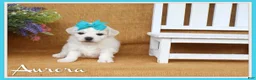 Bichon Frise dogs for sale: Aurora  - Ad 1
