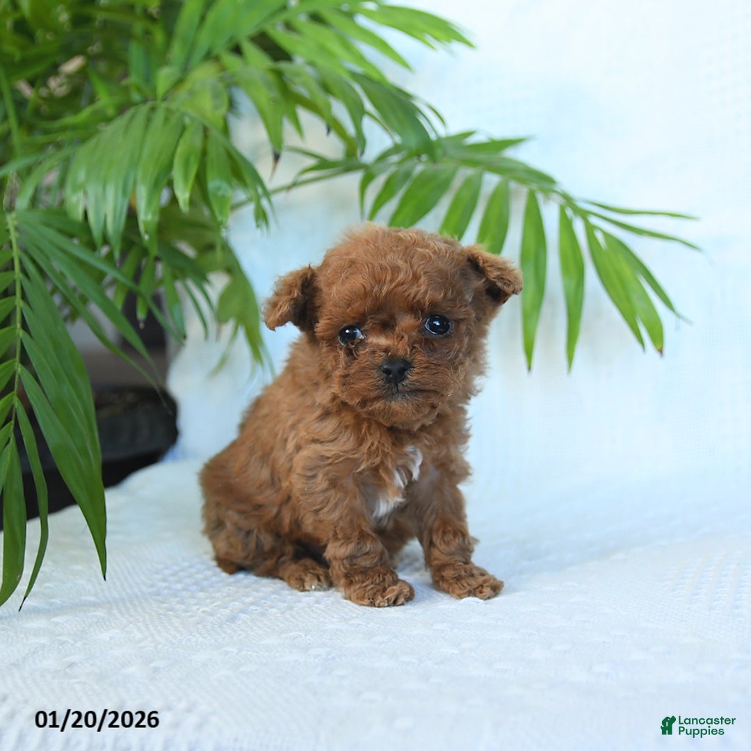 Toy Poodle dogs for sale: North - Ad 2