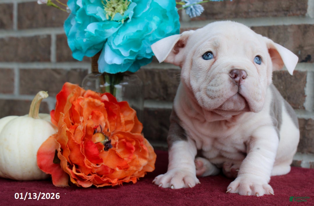American Bully dogs for sale: Dobby - Ad 5