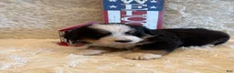 Bernese Mountain Dog dogs for sale: John - Ad 8