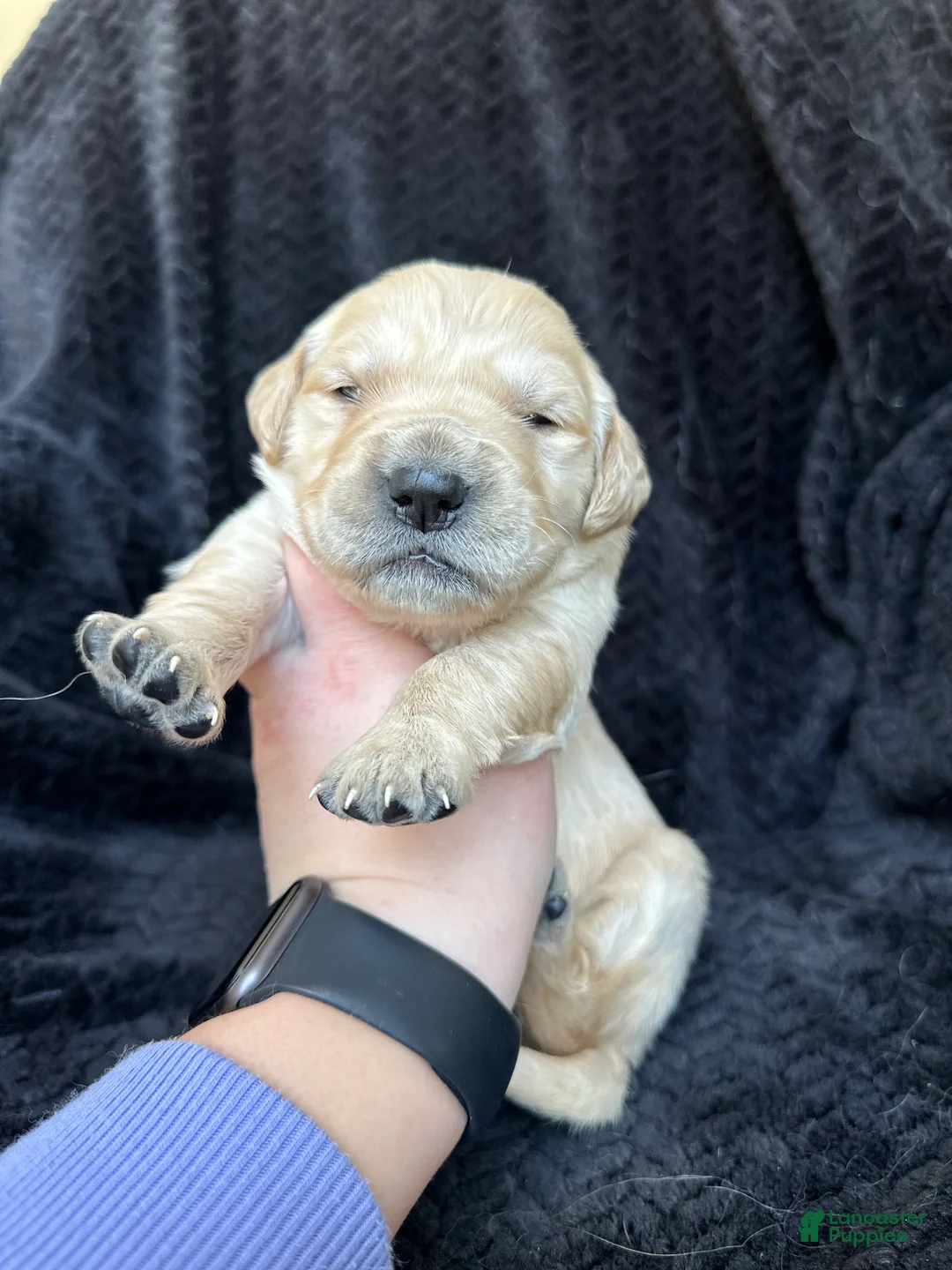Golden Retriever dogs for sale: The Charlie Brown girls - Ad 1