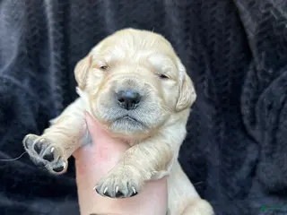 Golden Retriever dogs The Charlie Brown girls - Ad 13