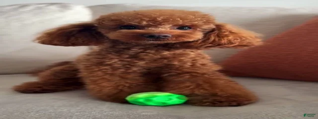 Jingle