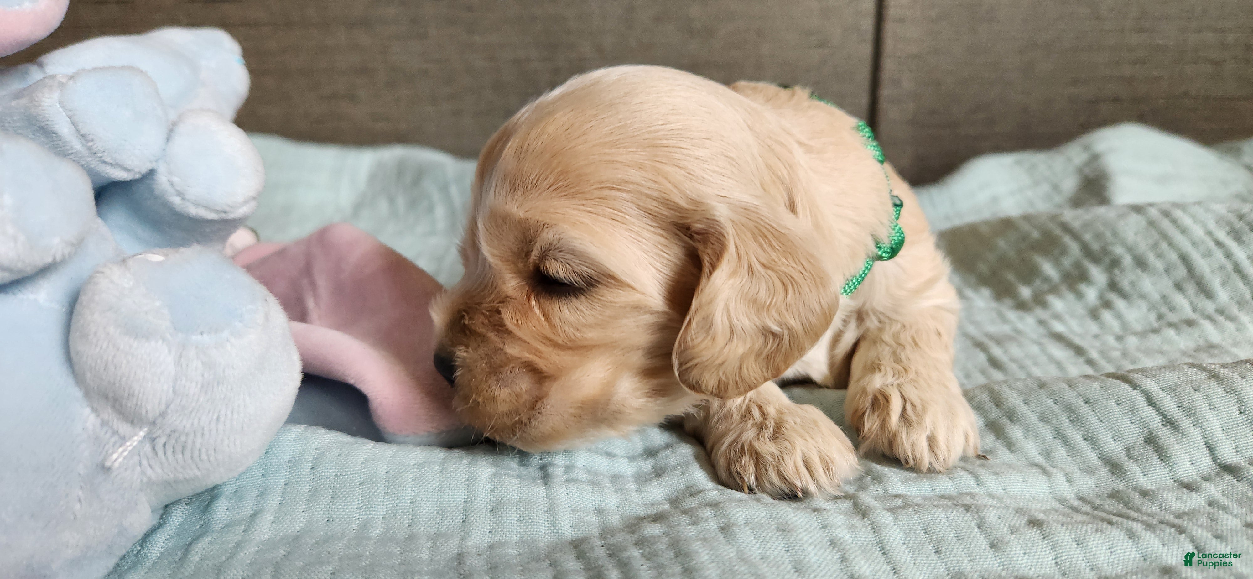 Cocker Spaniel dogs Cocker Spaniel 4 - Ad 2