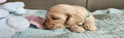 Cocker Spaniel dogs for sale: Cocker Spaniel 4 - Ad 2
