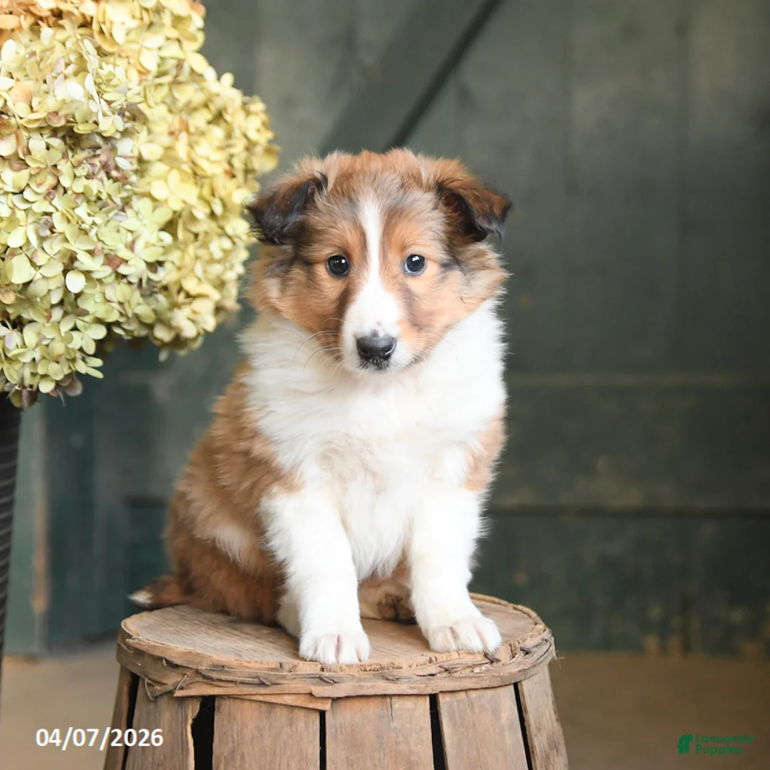 Shetland Sheepdog dogs for sale: Chase - Ad 2