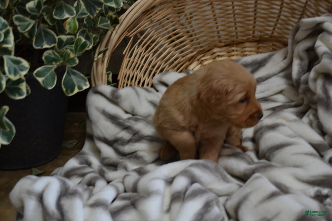 Golden Retriever dogs for sale: Sterling - Ad 1