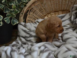 Golden Retriever dogs Sterling - Ad 22