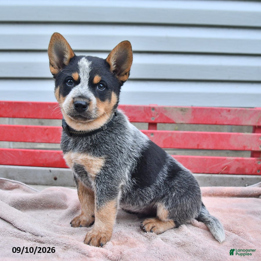 Australian Cattle Dog dogs Blackie  - Ad 2