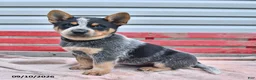 Australian Cattle Dog dogs for sale: Blackie  - Ad 2