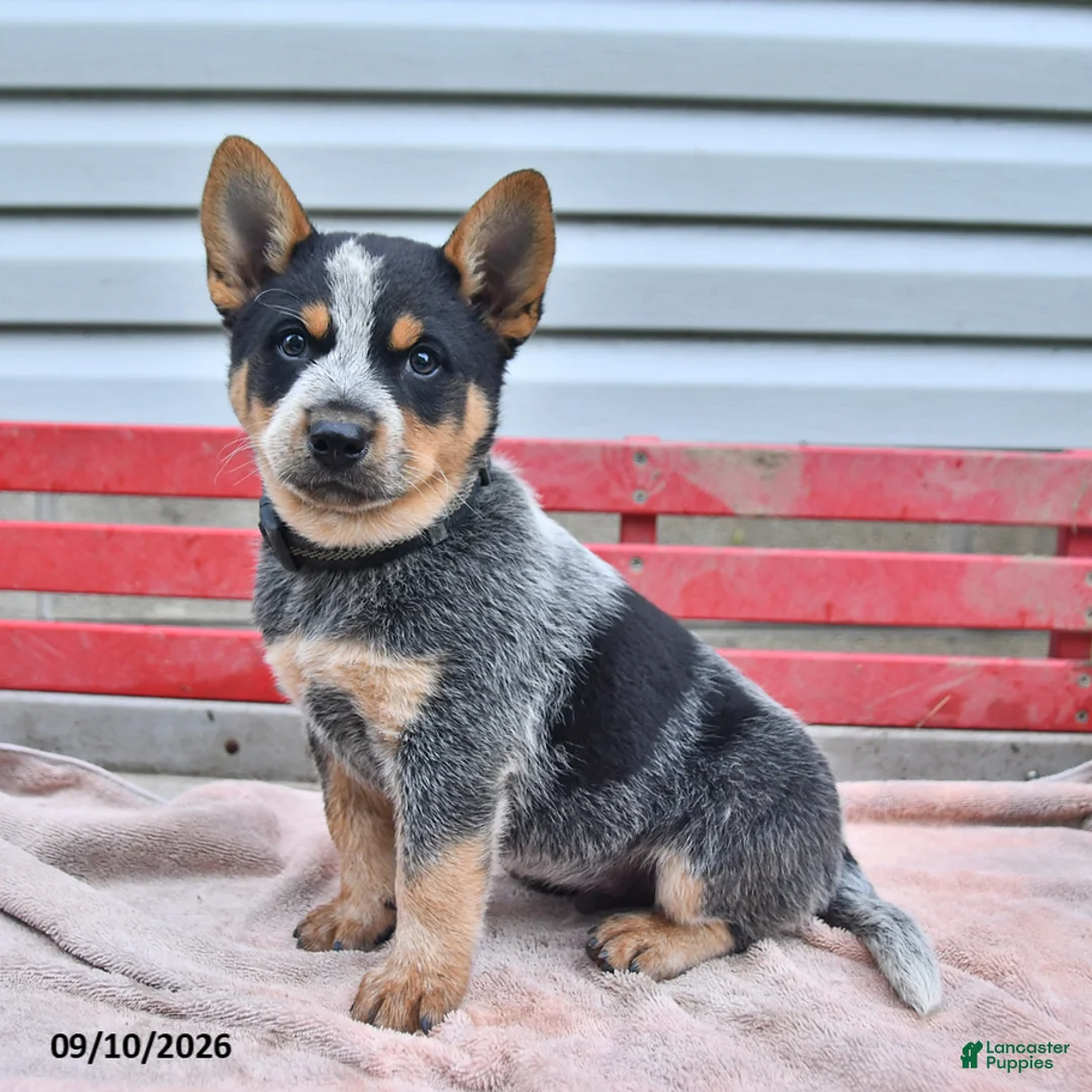 Australian Cattle Dog dogs for sale: Blackie  - Ad 2