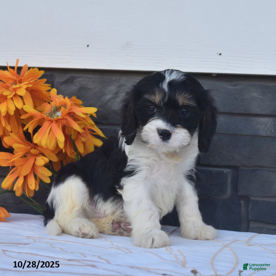 Cavapoo dogs for sale: Hank - Ad 1