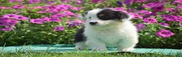 Welsh Corgi Pembroke dogs for sale: Jagger - Ad 8