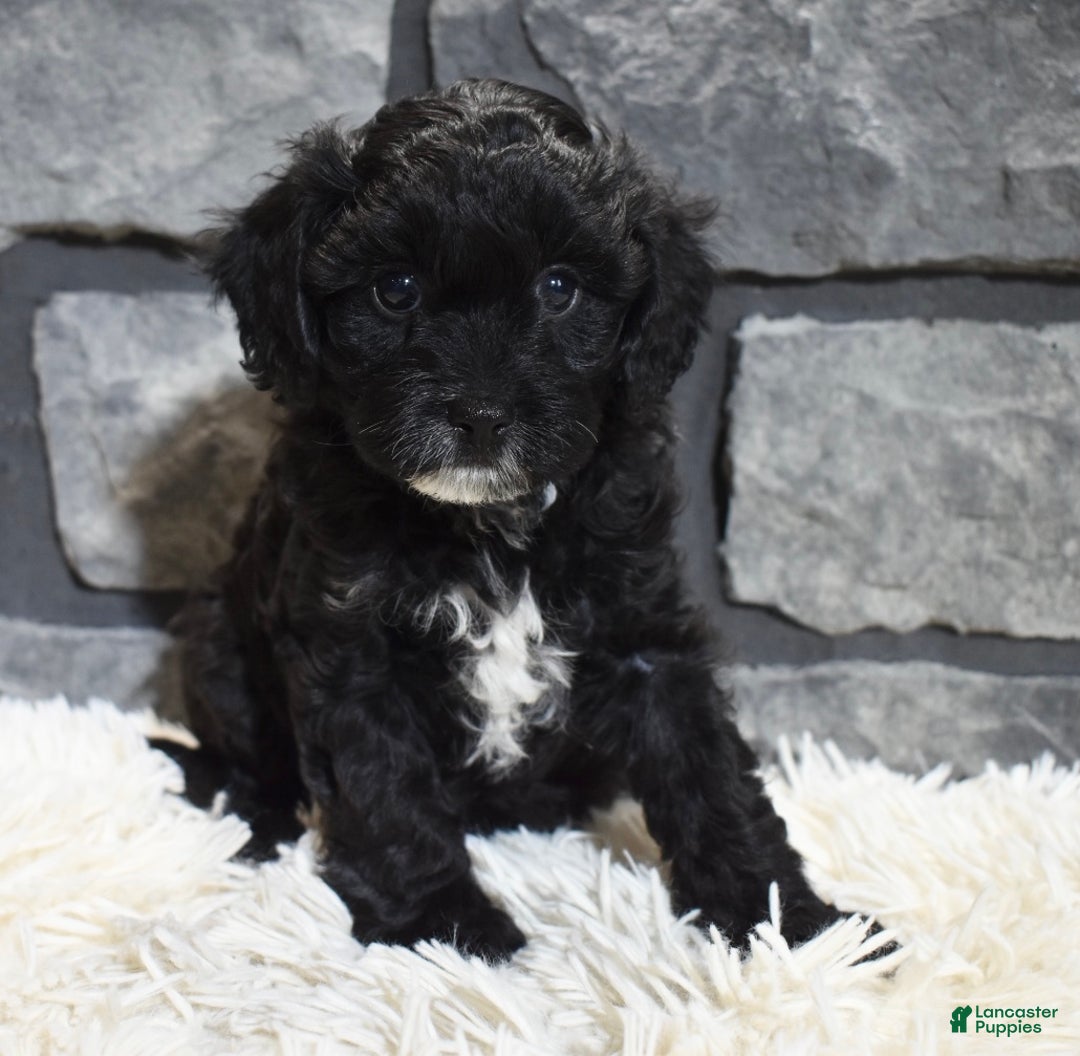 Cavapoo dogs for sale: Stella  - Ad 2