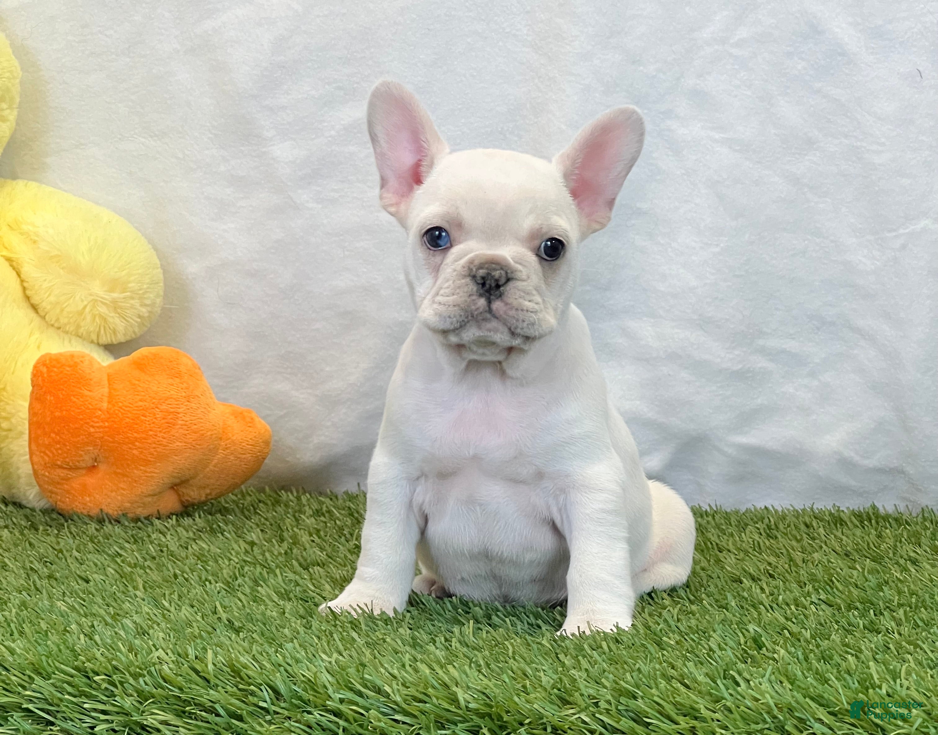 French Bulldog dogs Dixie - Ad 2
