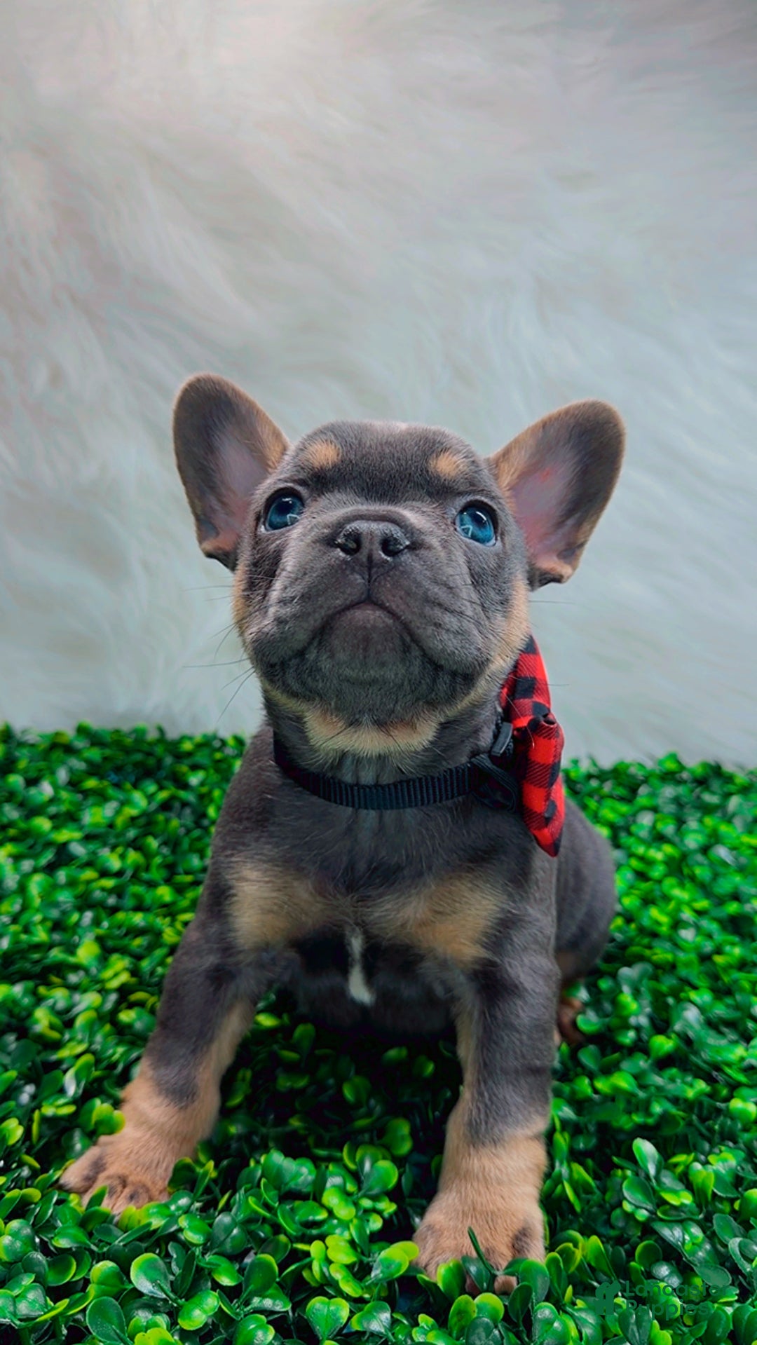 French Bulldog dogs for sale: TYSON - Ad 6