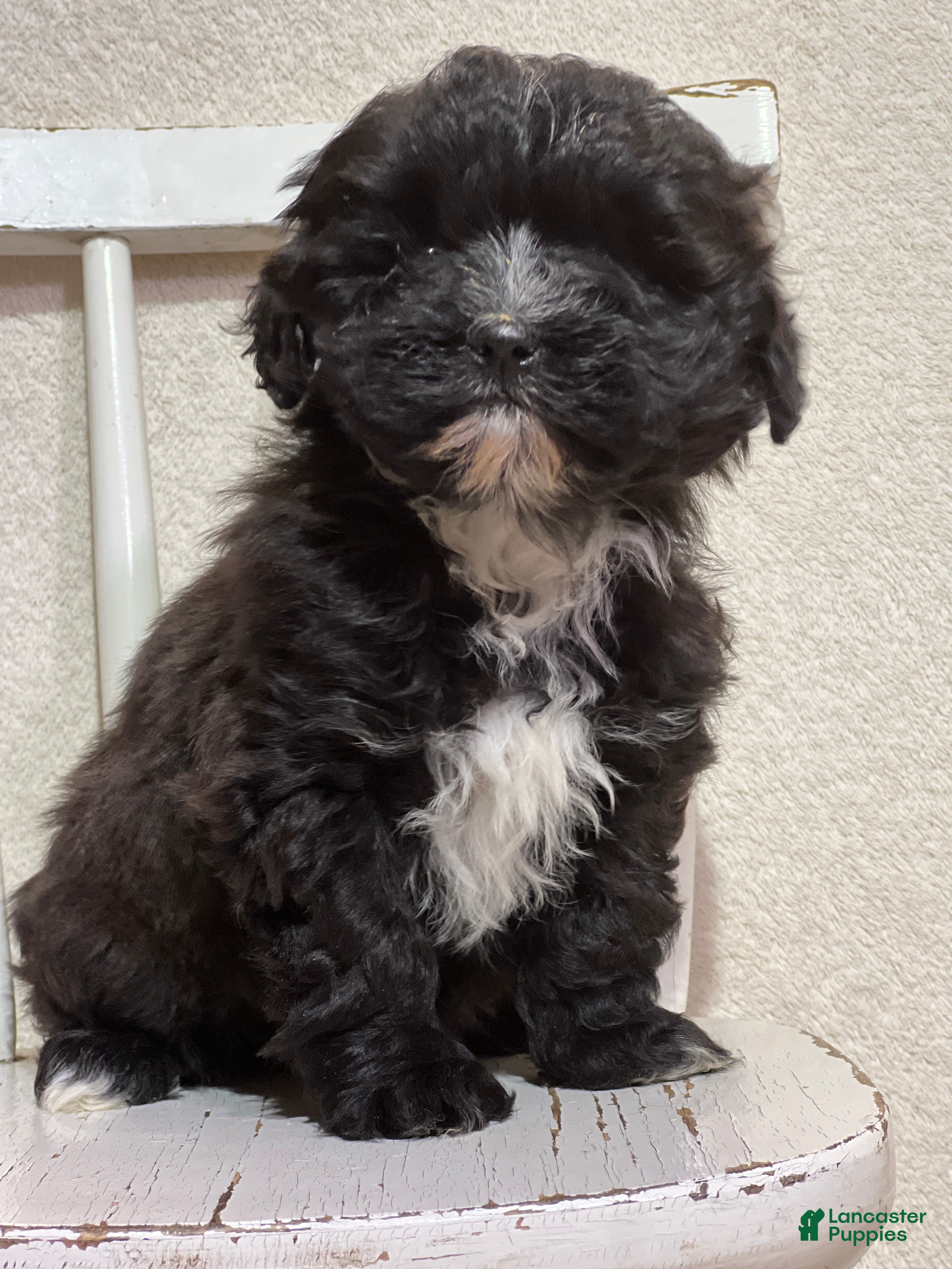 Shihpoo dogs Lemon - Ad 32