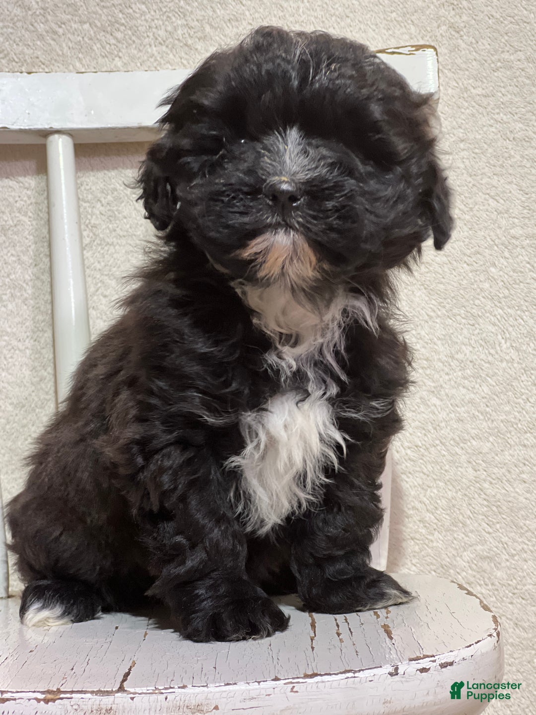 Shihpoo dogs for sale: Lemon - Ad 1