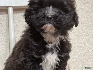 Shihpoo dogs Lemon - Ad 32