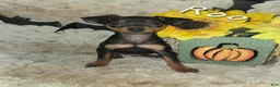 Miniature Pinscher dogs for sale: AKC Roo black rust - Ad 2