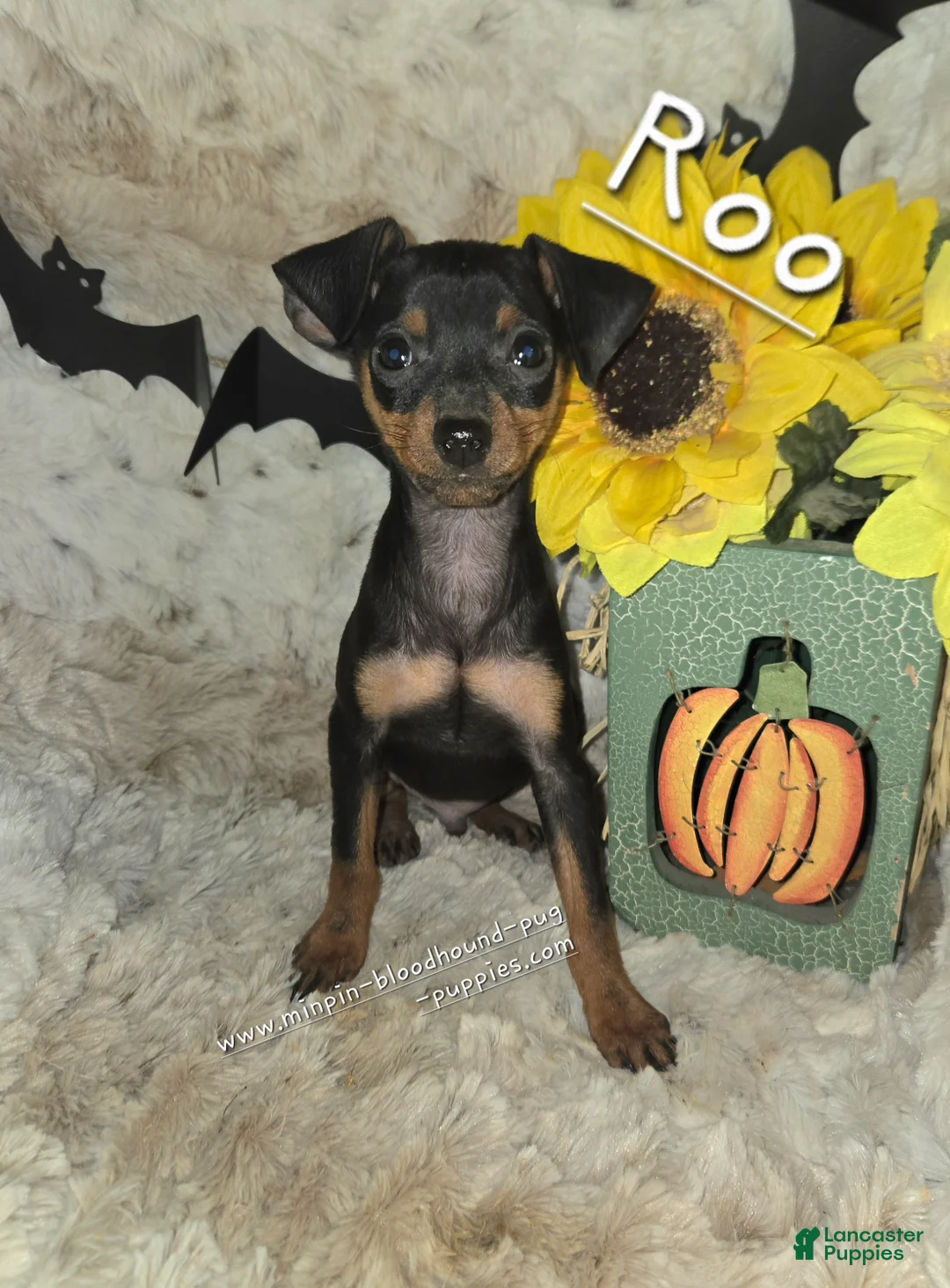 Miniature Pinscher dogs for sale: AKC Roo black rust - Ad 2