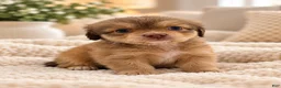 Pomchi dogs for sale: Belle  - Ad 1