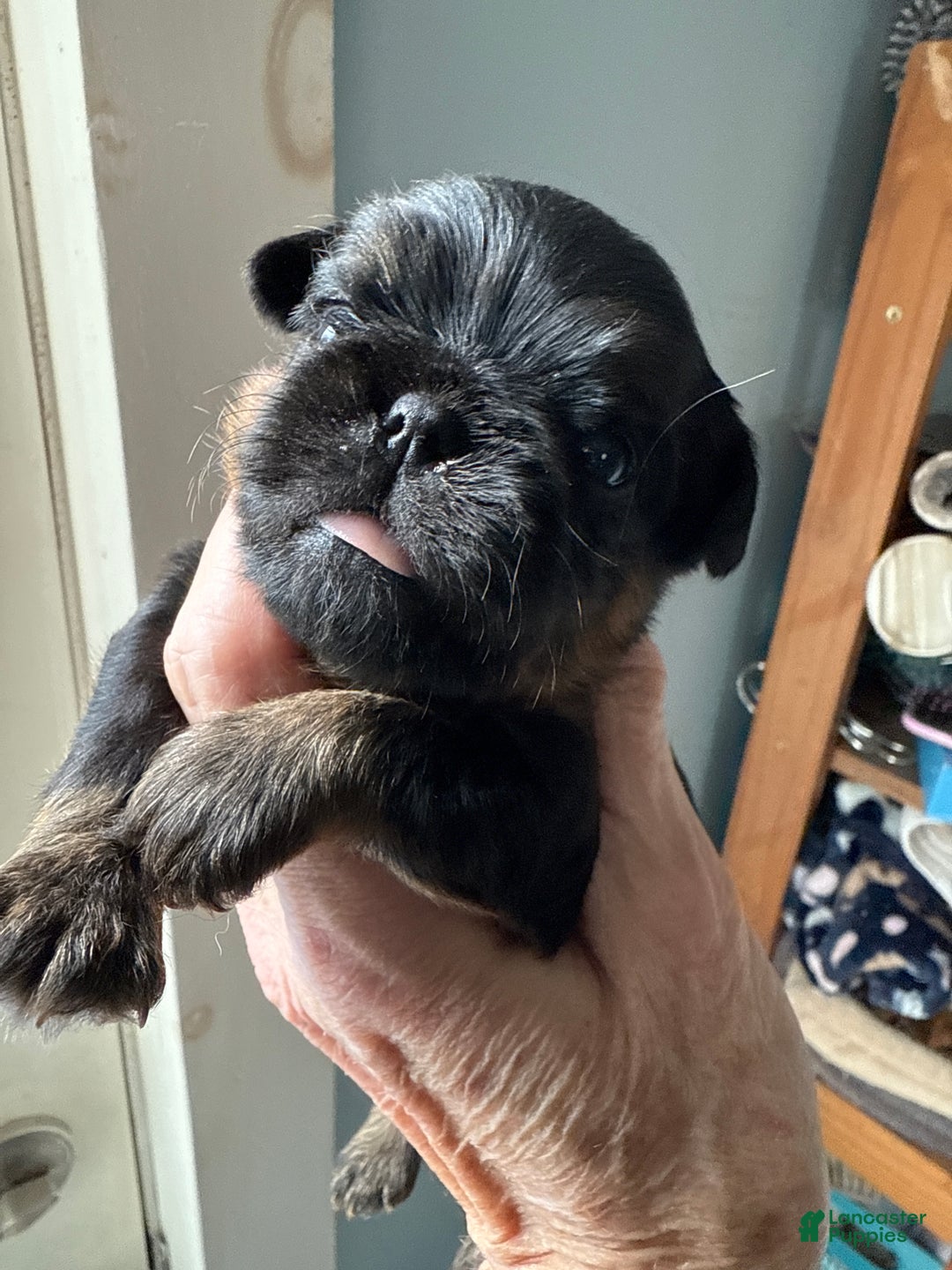 Brussels Griffon dogs for sale: Chelsea - Ad 4