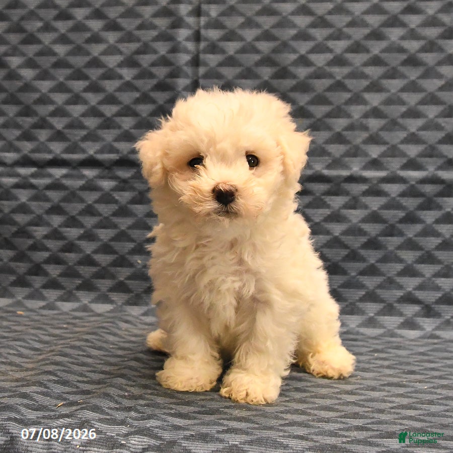 Bichon Frise dogs Isaac - Ad 2