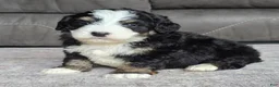 Mini Bernedoodle dogs for sale: Mini Poppy - Ad 11