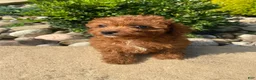 Cavapoo dogs for sale: Betty - Ad 11