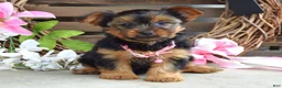 Yorkshire Terrier dogs for sale: Skye - Ad 3