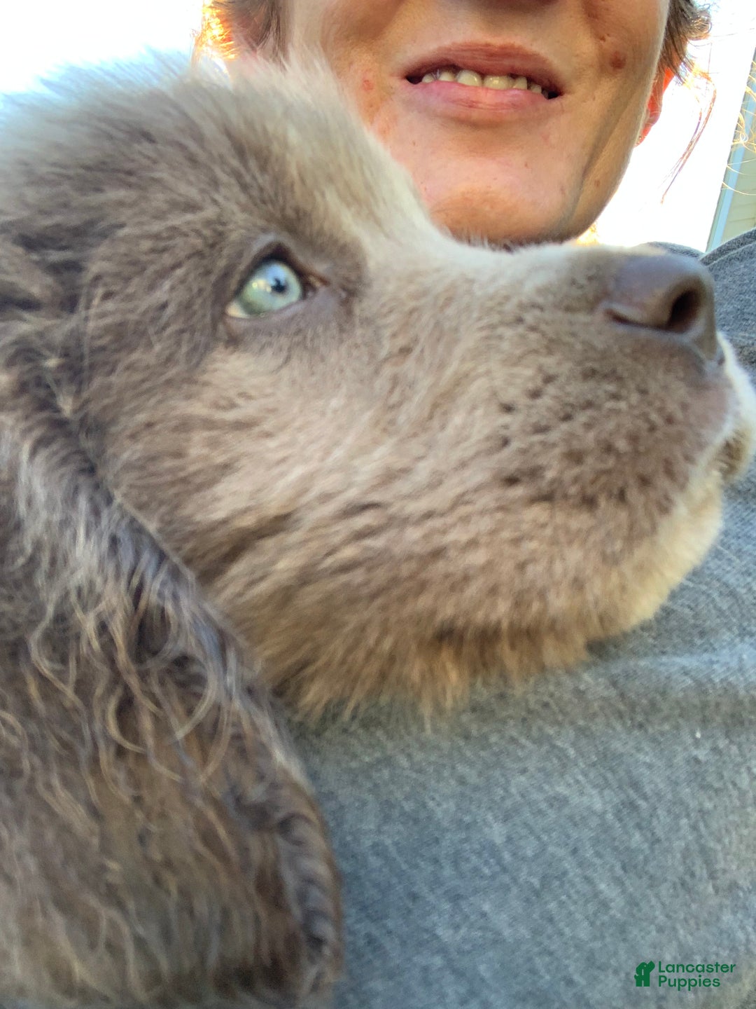 Newfoundland dogs for sale: Cindy - Ad 4