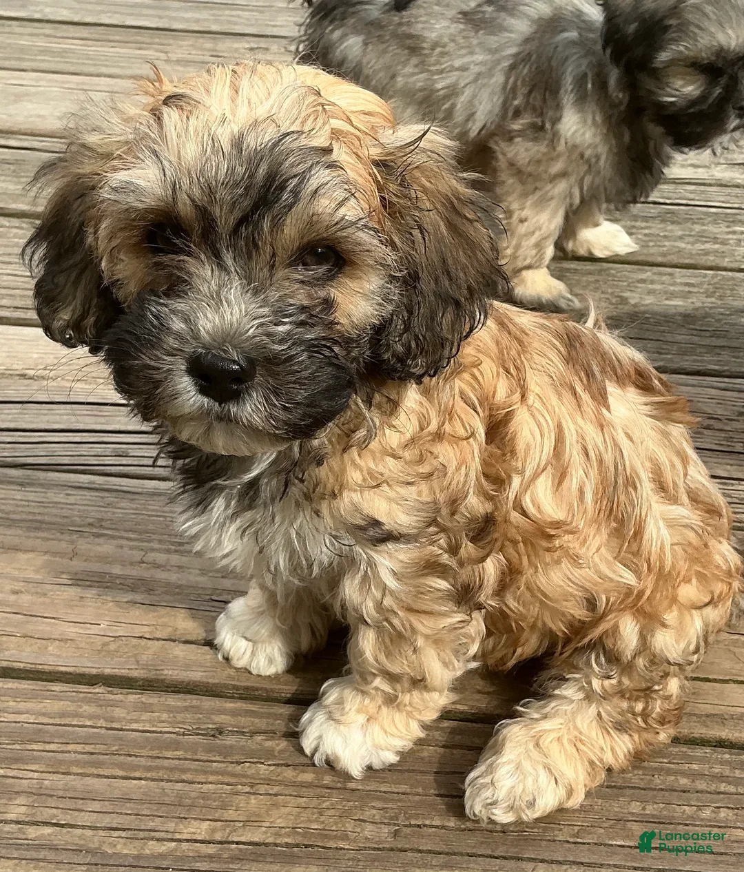 Mixed Breed dogs for sale: Brinley - Ad 1