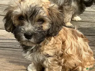 Mixed Breed dogs for sale: Brinley - Ad 1